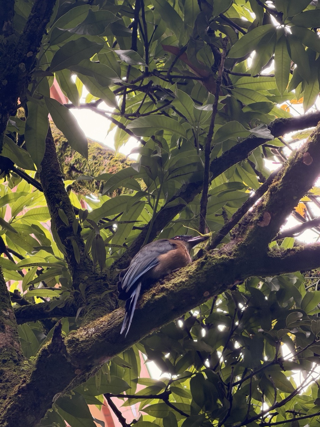 A barranquero on a mossy branch
