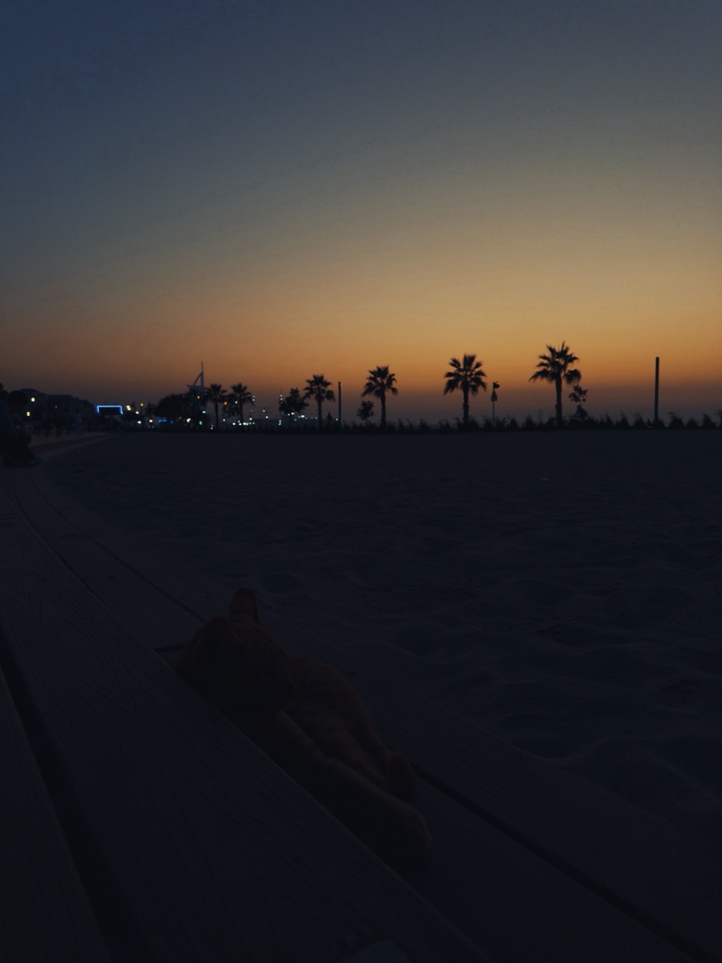 Palms on a dark beach at dusk