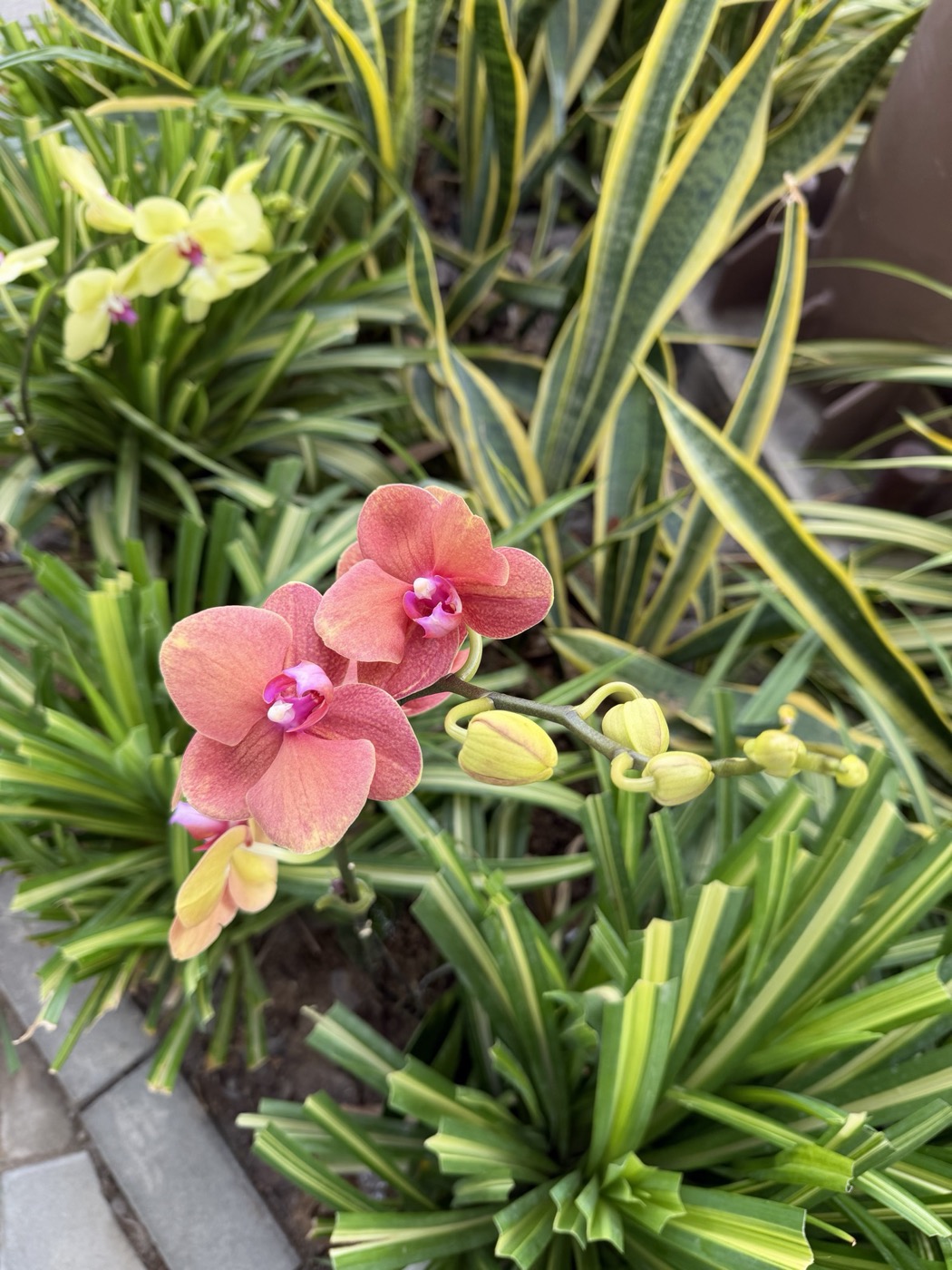 A coral flower among striped leaves