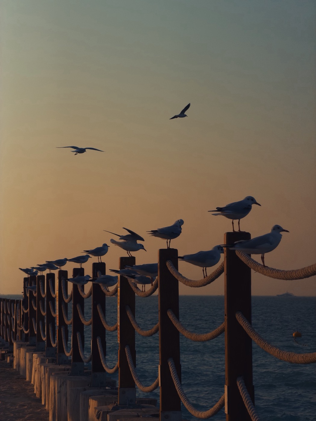 Gulls on rope posts at sunset