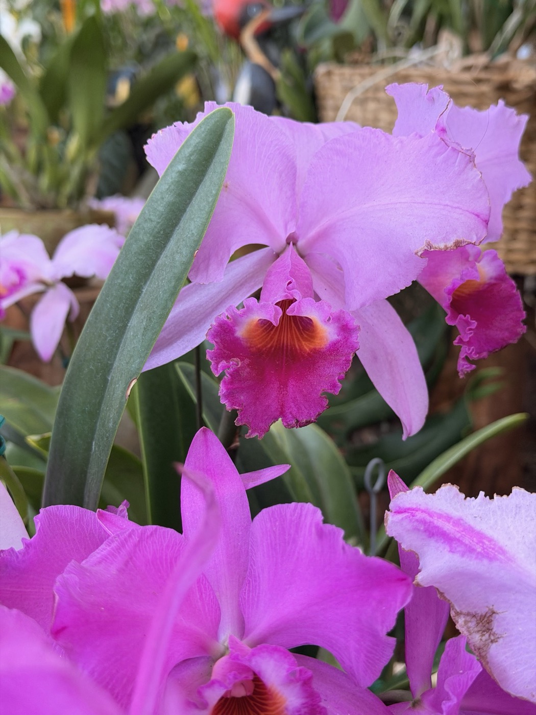 Magenta orchids at a botanical garden