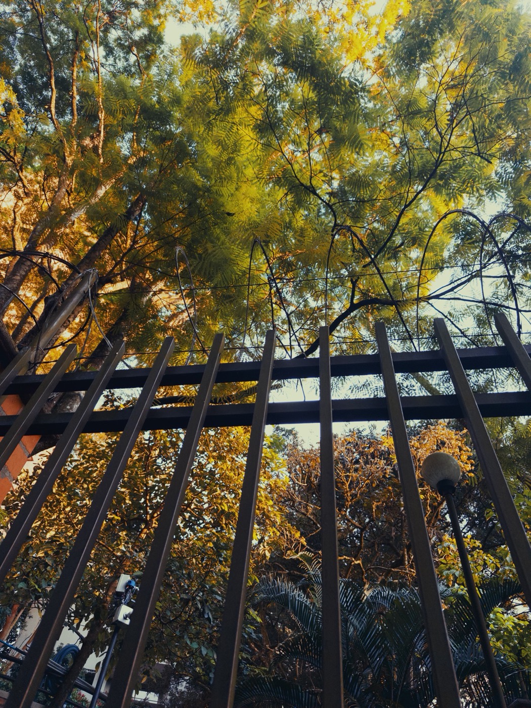 Looking up through an iron gate into the trees