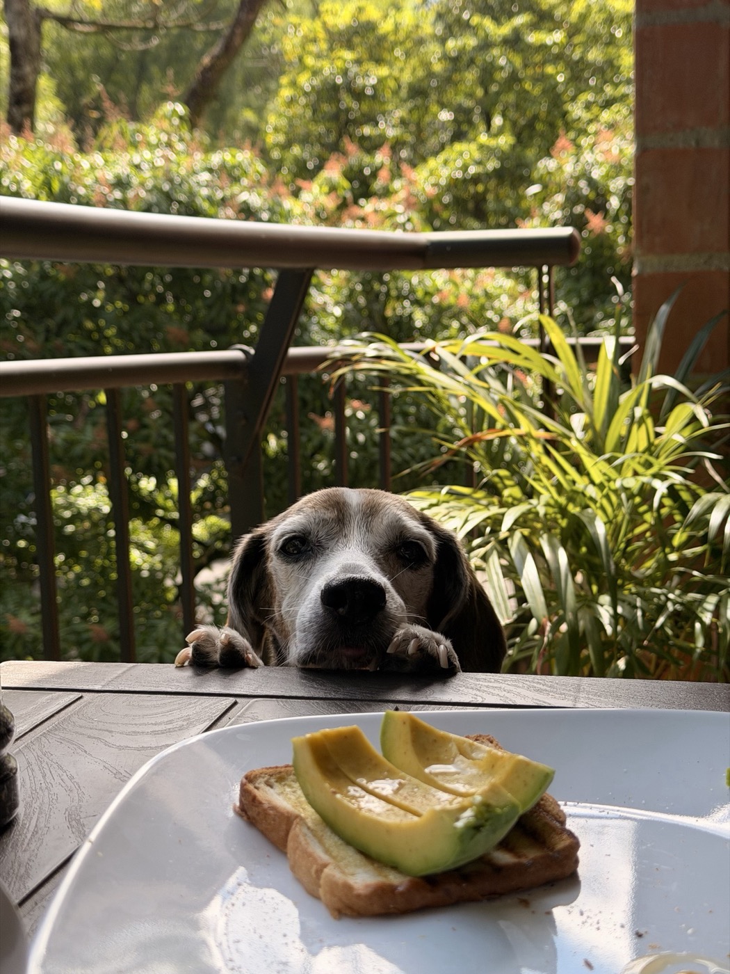 Breakfast on a terrace, a dog’s nose at the edge of the table